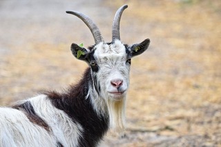 Cabra